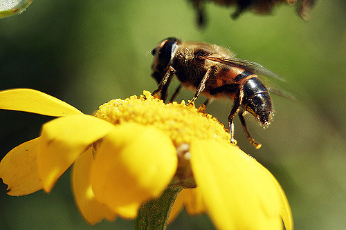 Abeille sur une fleur, en train de récolter du pollen.