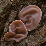 Champignons qui ressemblent à une oreille sur une écorce d'arbre 