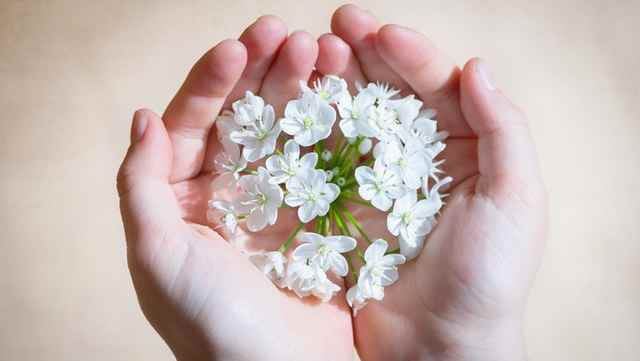 Deux mains qui tiennent des fleurs blanches.