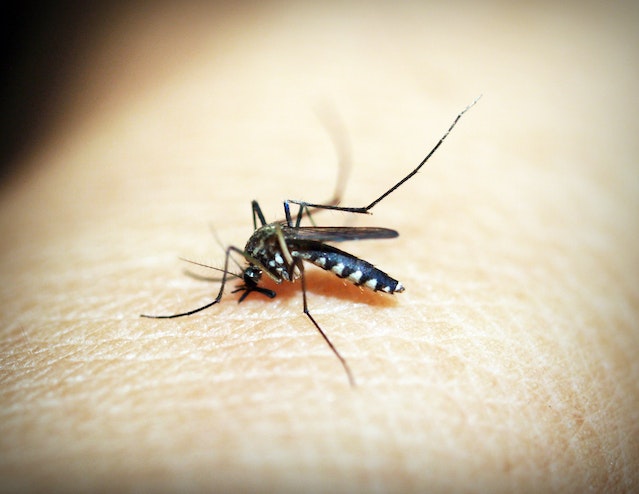Votre anti-moustique sur notre parapharmacie discount